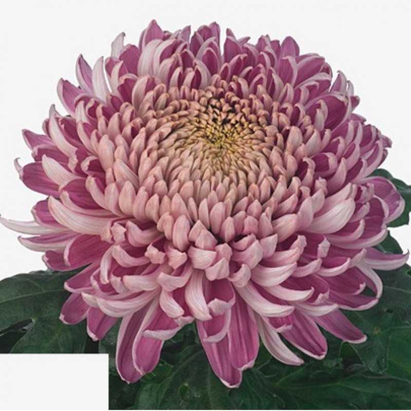 Хризантема Chrysanthemum