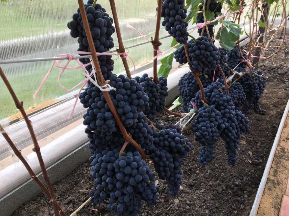 Красень виноград описание сорта фото