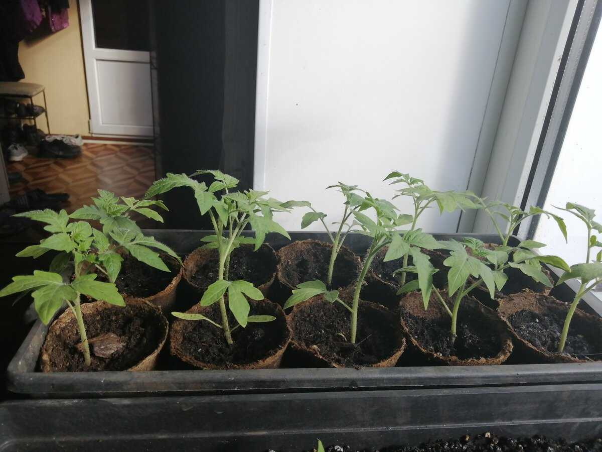 Посев помидор на рассаду в апреле