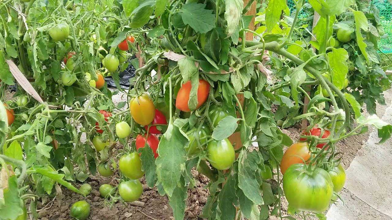 Низкорослые томаты - лучшие сорта с фото и названиями (каталог)