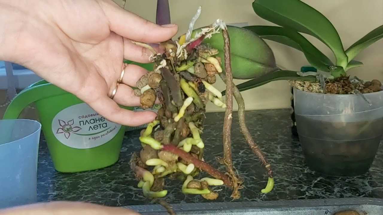 Орхидея как укрепить корни волос