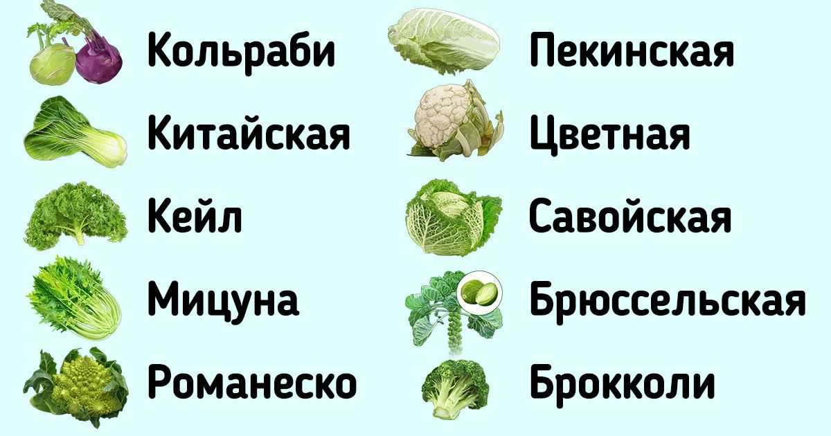 Картинки капусты описание