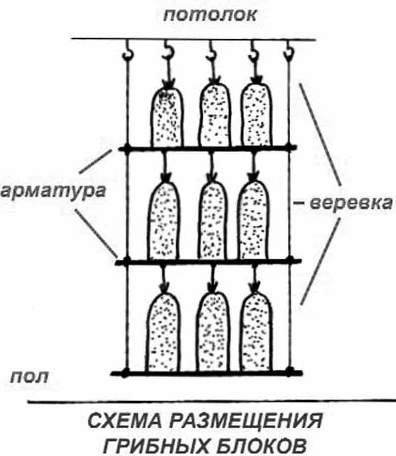 Выращивание вешенки в теплице: можно ли вырастить своими руками в домашних условиях
