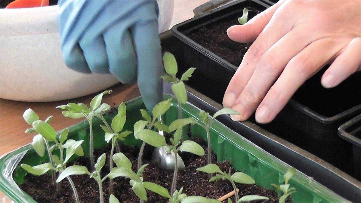 Выращивание рассады помидоров в домашних условиях