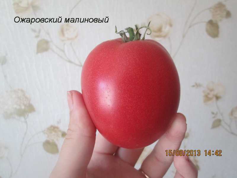 Томат малиновый ожаровский: описание сорта, урожайность и уход с фото