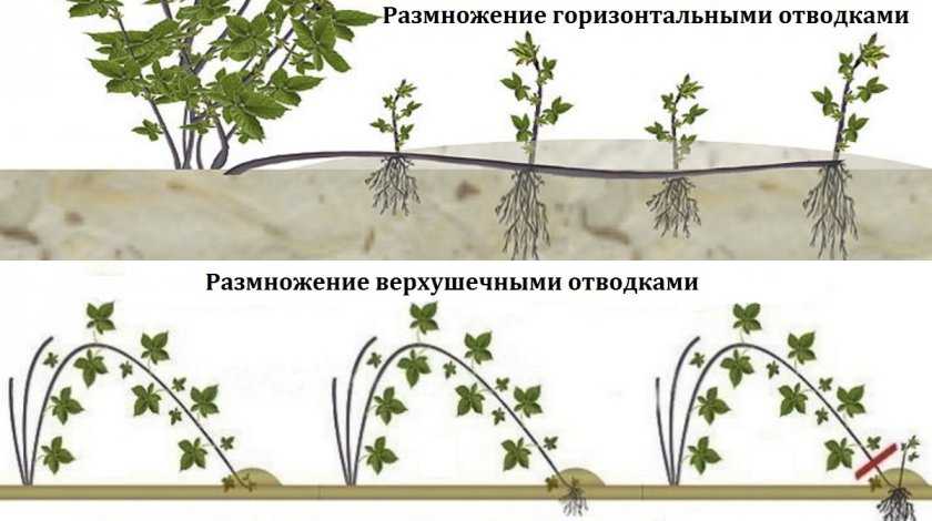 Выращивание ежевики