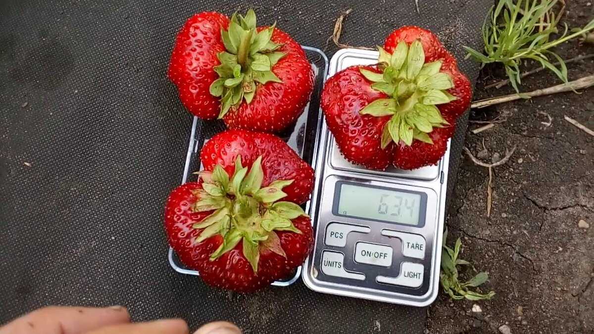 Клубника камрад победитель: описание сорта, фото, отзывы
