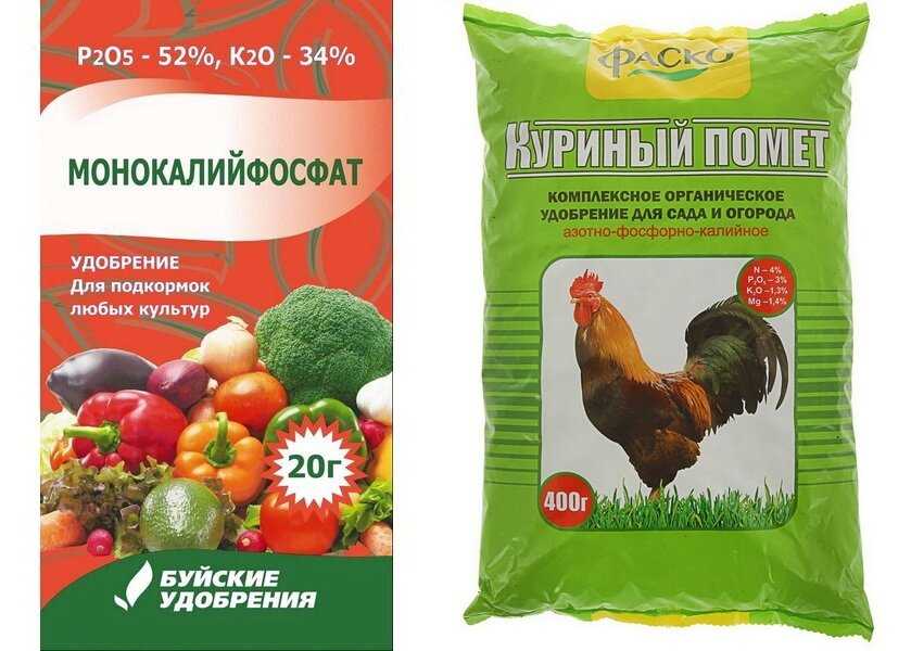 Чем подкормить рассаду помидор чтобы были толстенькие, после пикировки, в домашних условиях