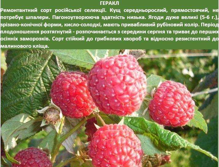 Сорт малины полана - описание и характеристика сорта, достоинства и недостатки, особенности посадки и ухода + фото и отзывы