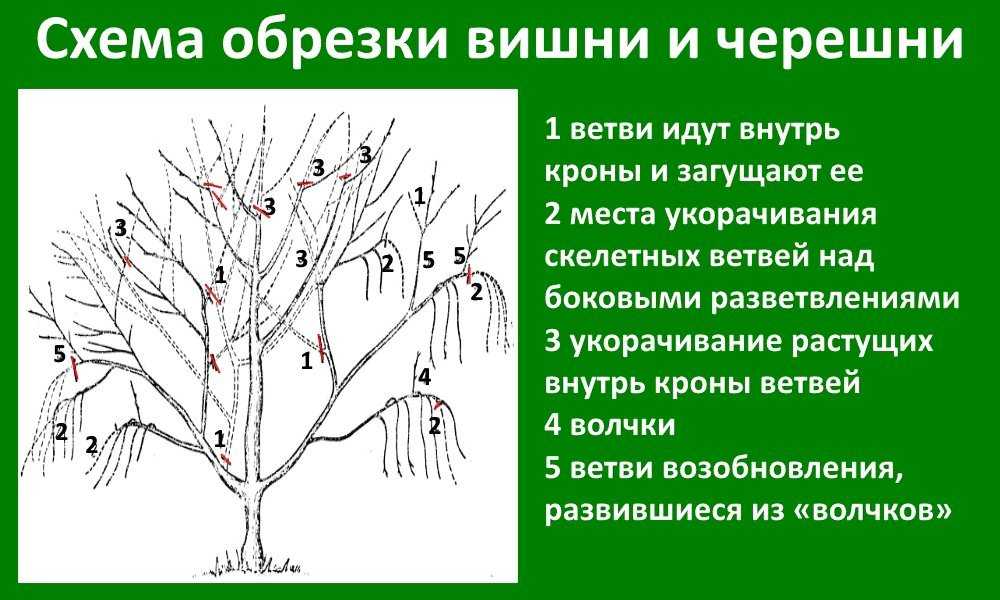 Обрезка черешни: схемы для начинающих