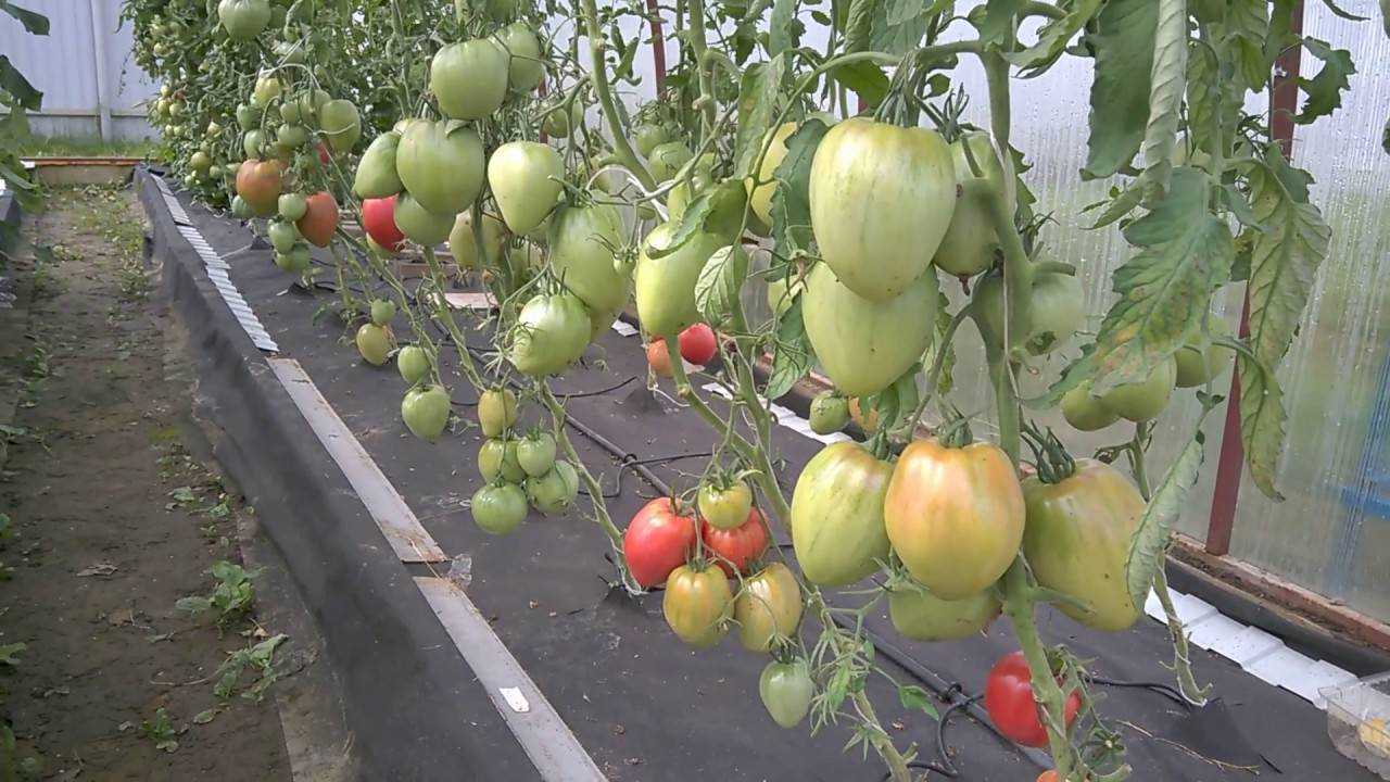 Выращивание томатов в теплице из поликарбоната от а до я: посадка и уход