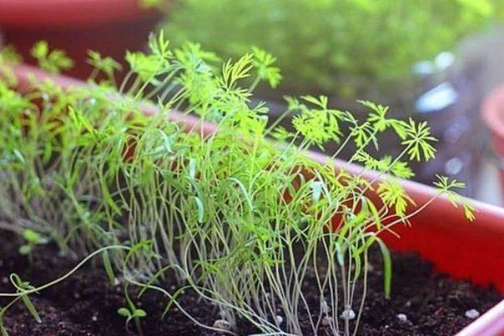 Как посадить семена укропа дома