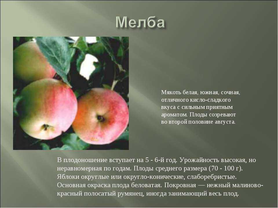 Яблоня мельба: описание и характеристика, посадка и уход, фото, отзывы