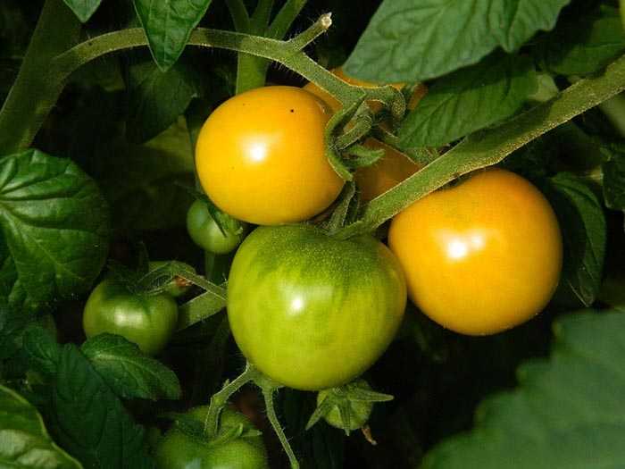Ультраранние сорта томатов для открытого грунта, низкорослые, с фото и описанием