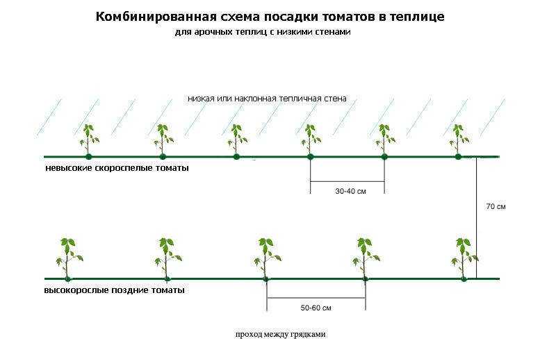 Помидоры в теплице: выращивание для начинающих, уход и посадка томатов