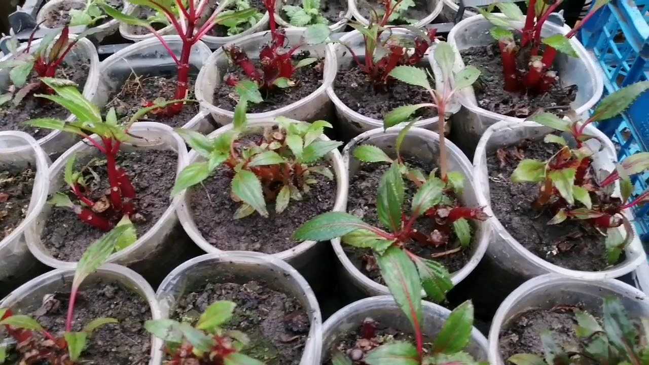 Бальзамин выращивание. бальзамин новогвинейский уход. цветок бальзамин комнатный, садовый. ванька мокрый цветок уход. все о цветах бальзамина. статья о цветах бальзамина, их видах, методах выращивания