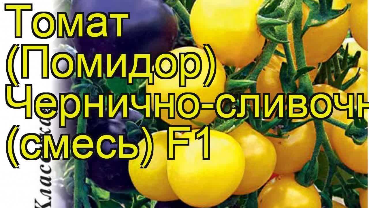 Обзор сортов или видов помидоров для теплицы, огорода и подоконника