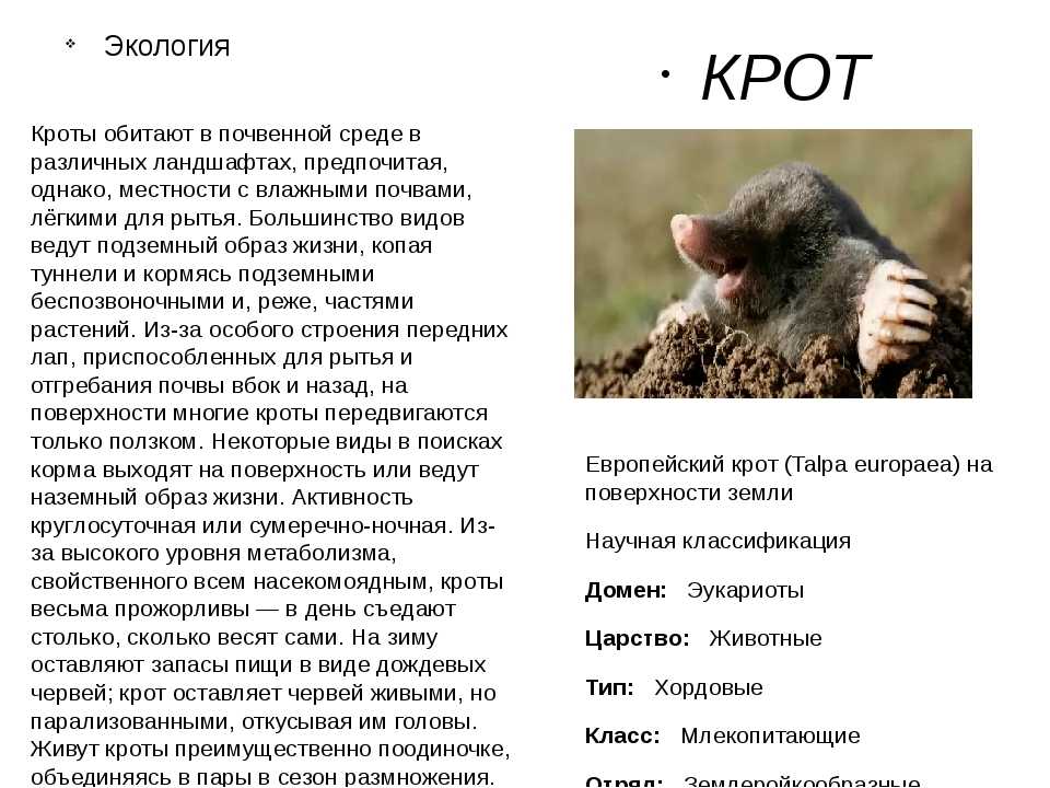 Крот