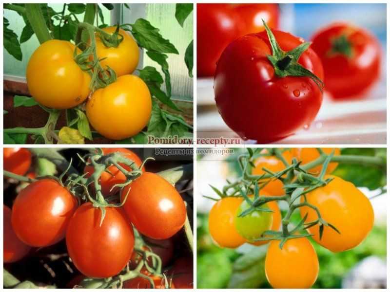Помидоры: польза, вред и противопоказания | food and health