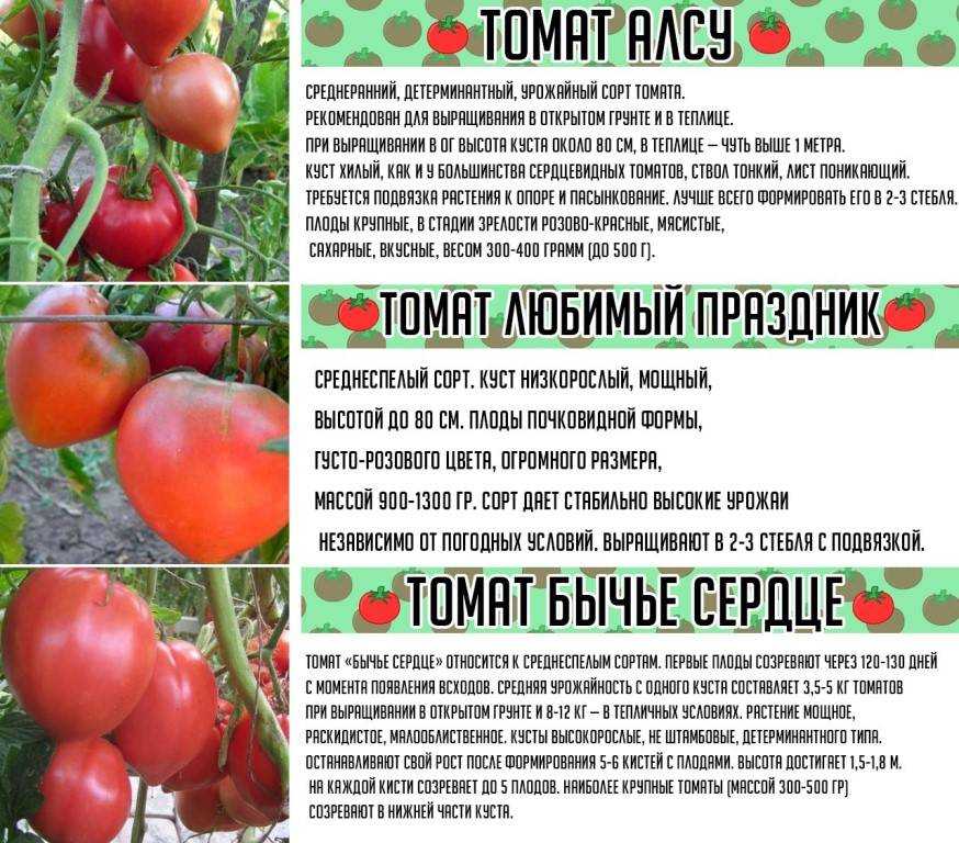Томаты устойчивые к фитофторе - для теплиц, открытого грунта, 20 сортов не болеющие фитофторозом