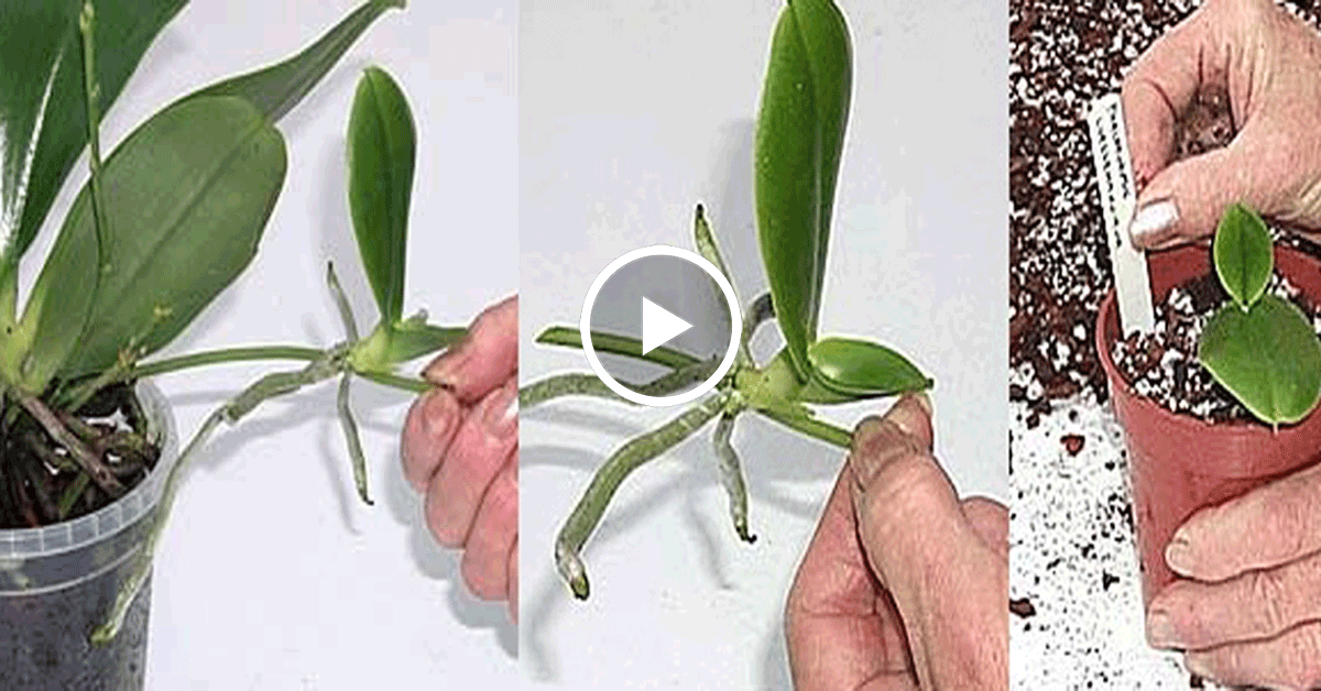 Как отсадить детку орхидеи – правильная обрезка и пересадка растения с цветоноса с корнями или без в домашних условиях