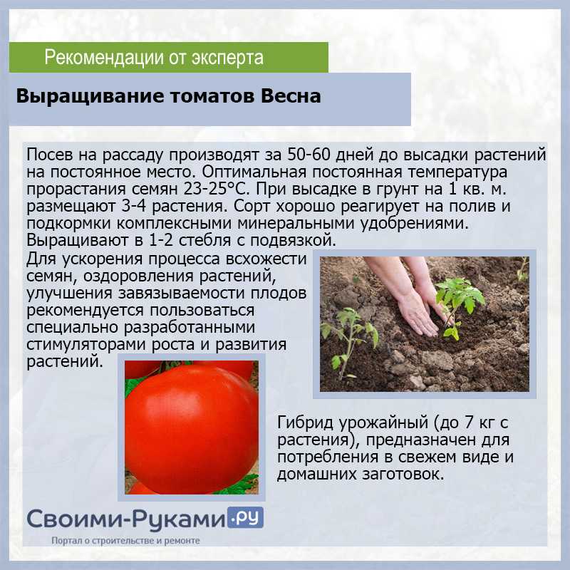 Томат фатима: характеристика и описание сорта с фото, посадка, выращивание и уход