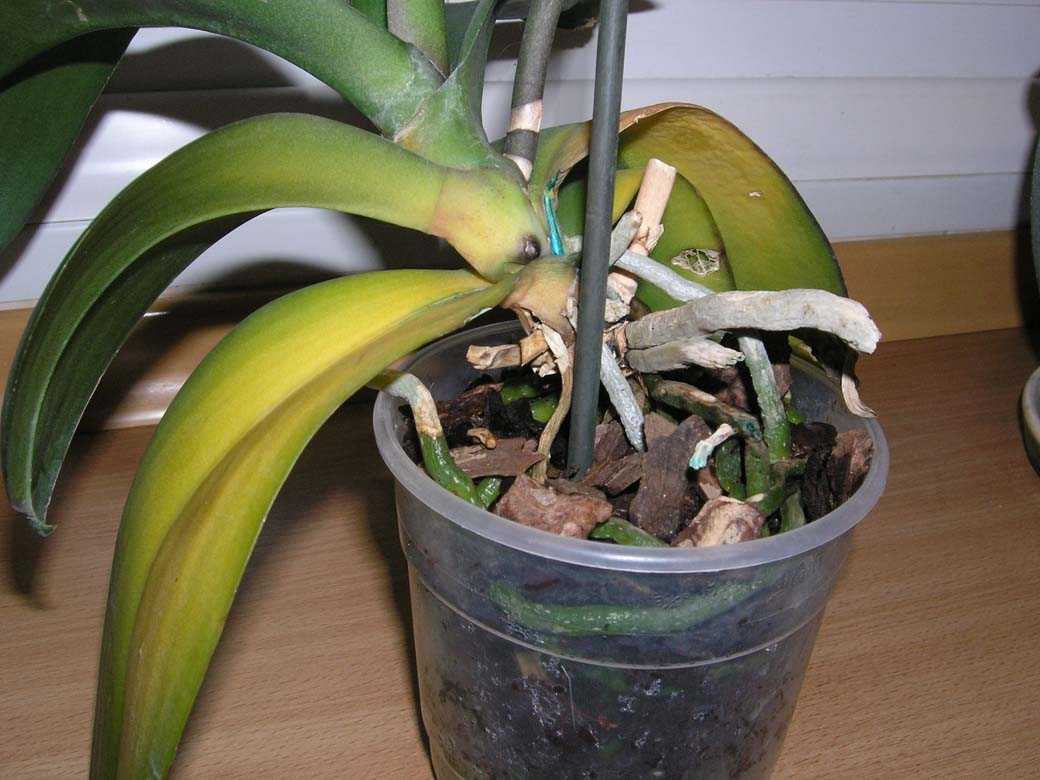 Почему у орхидеи вялые листья что делать