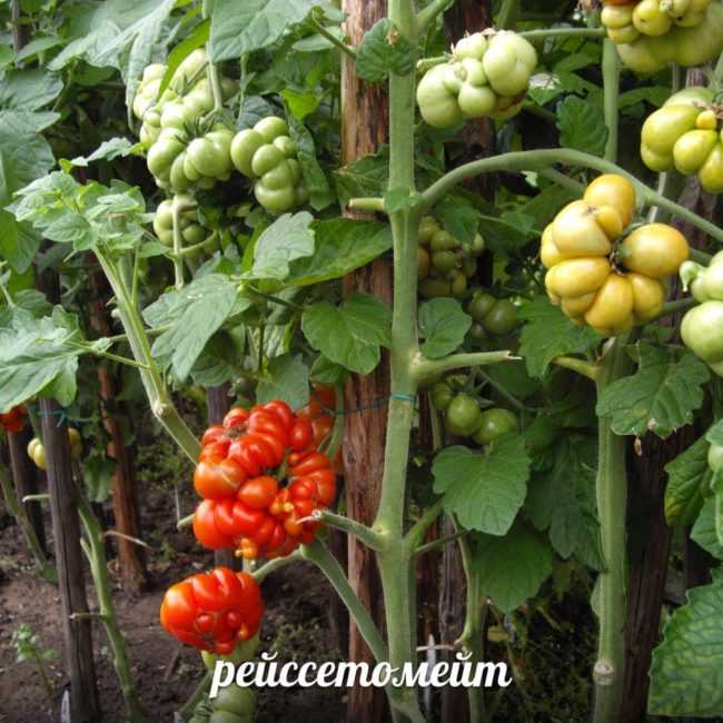 Редкие сорта томатов | tomatland.ru
