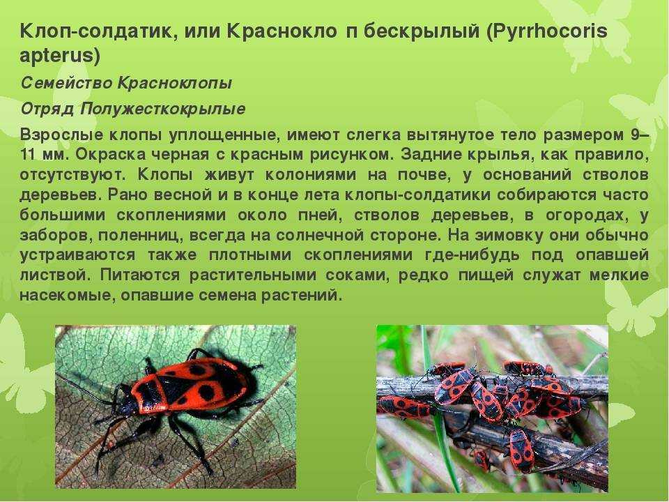 Сегодня поговорим о таком жучке, как клоп-солдатик Это насекомые ярко-красного цвета с чёрным орнаментом на спине Как его отличить от других собратьев и выявить у себя на участке Какой вред он может причинить растениям Как с ним бороться