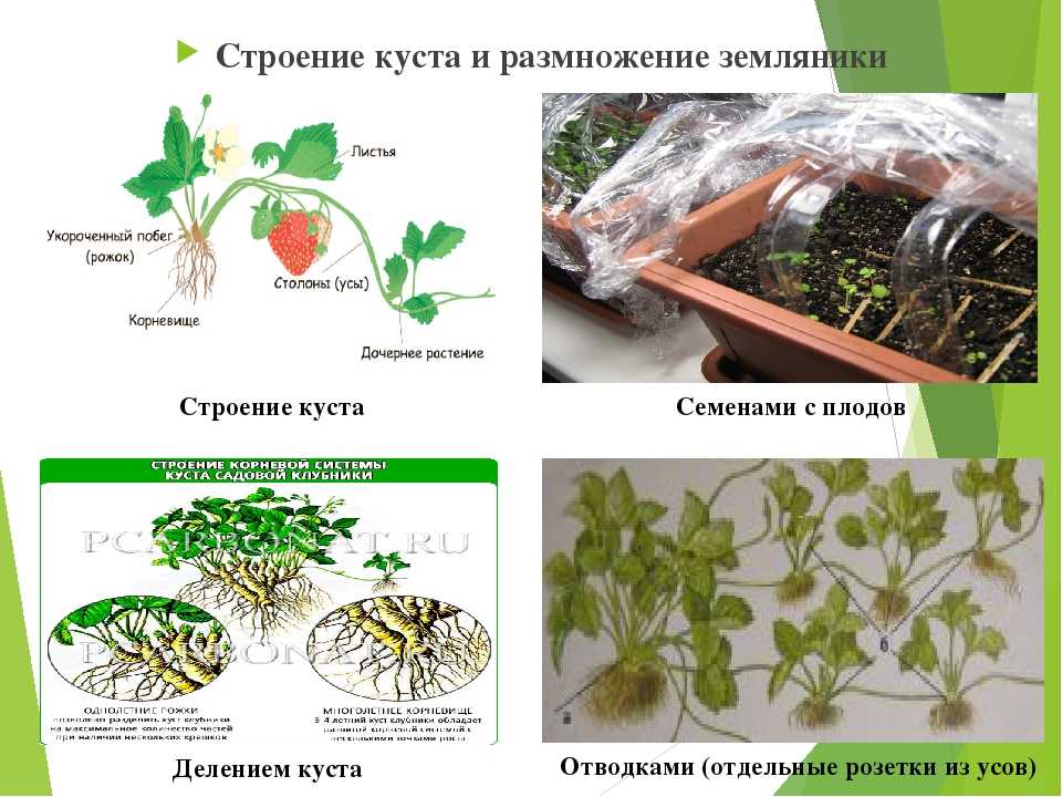 Правильный уход за кливией в домашних условиях, фото