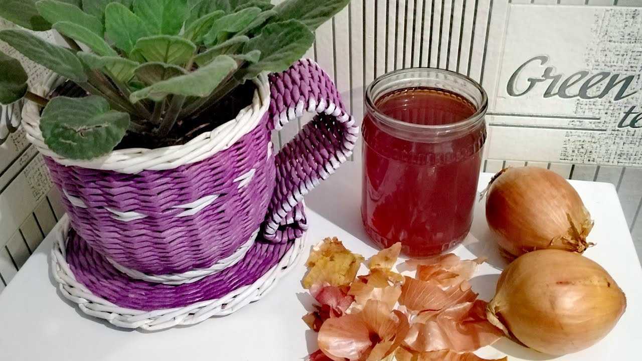Подкормка рассады томатов луковой шелухой: как это сделать?