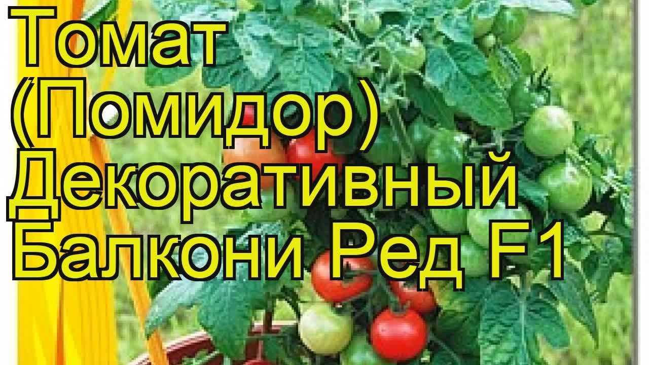 Томат черрипальчики: характеристика и описание полудетерминантного сорта с фото