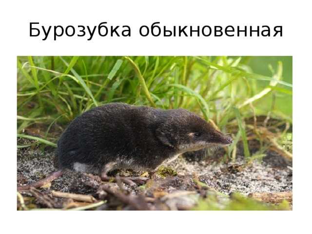 Бурозубка крошечная: среда обитания и интересные факты