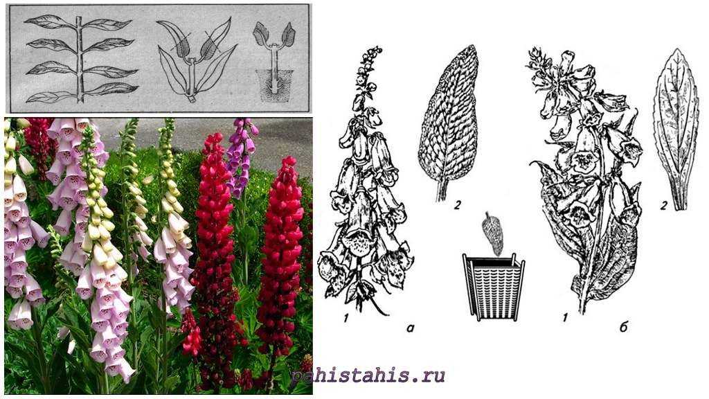 Наперстянка многолетняя: выращивание из семян, посадка и уход в открытом грунте, фото, сочетание в ландшафтном дизайне