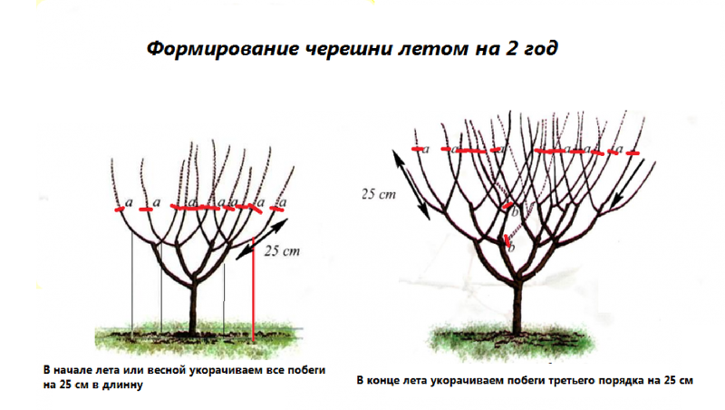 Обрезка черешни - сад 6 соток
