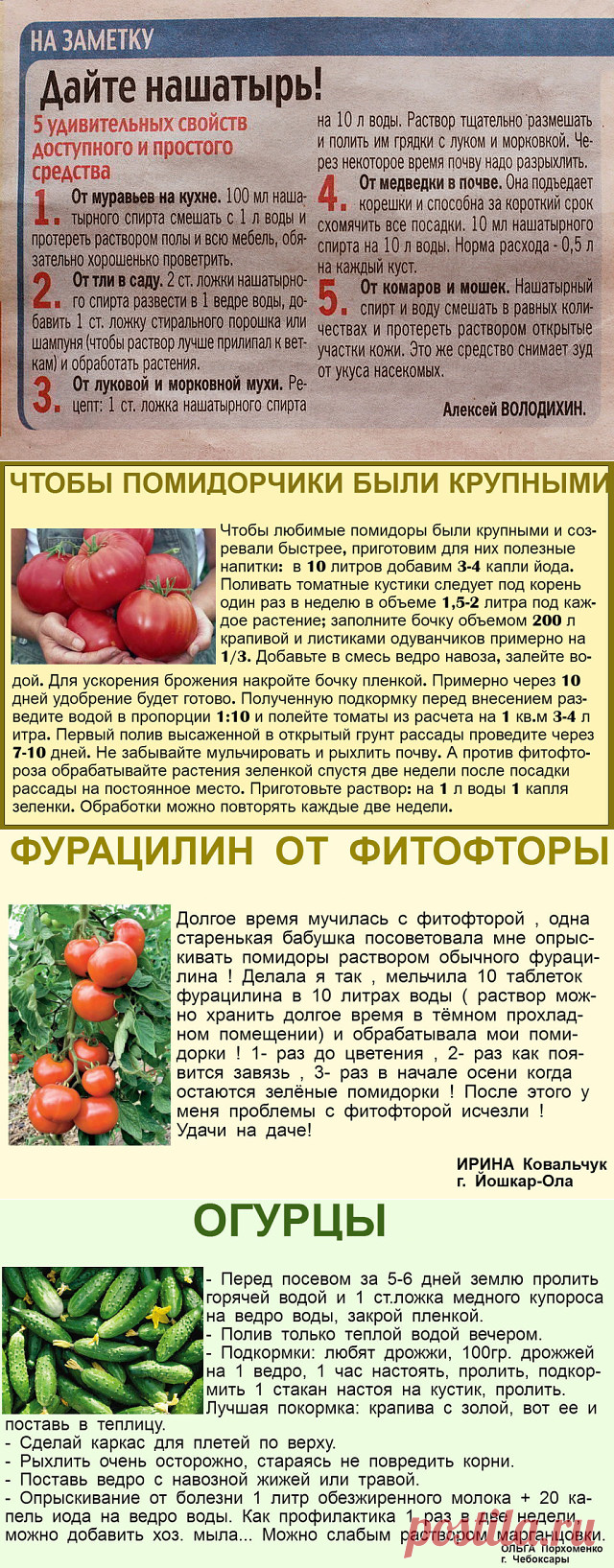 Схема обработки томатов от фитофторы