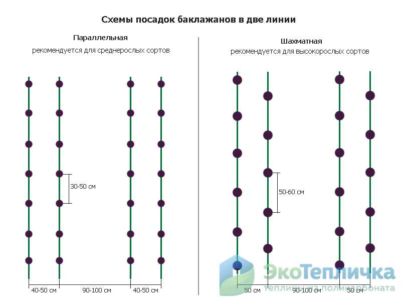 Схема высадки рассады томатов в открытый грунт