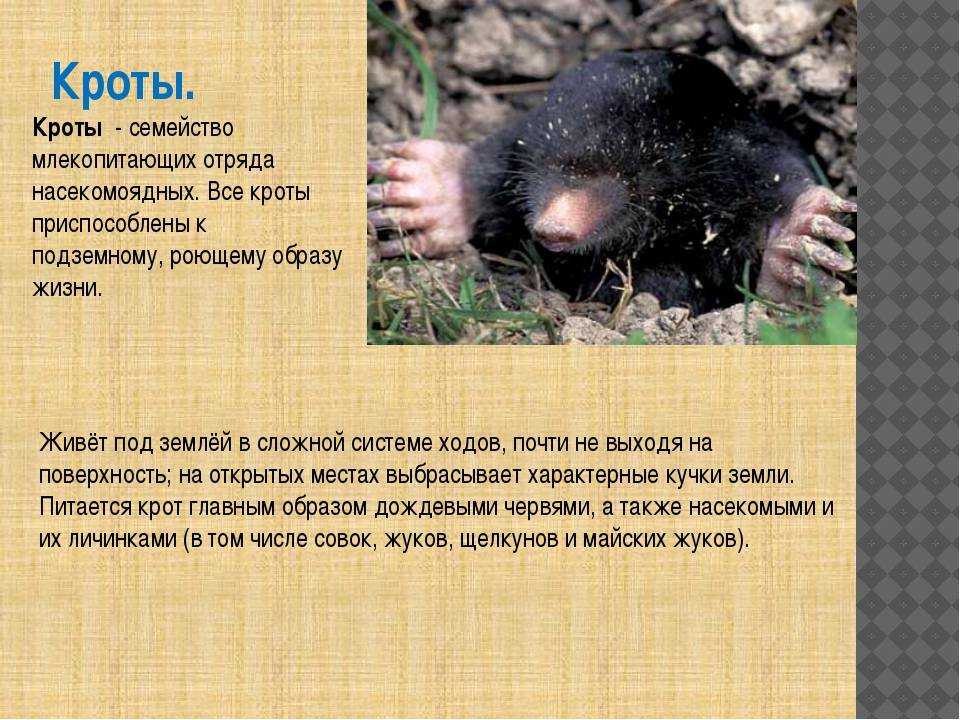 Крот — wikihunt