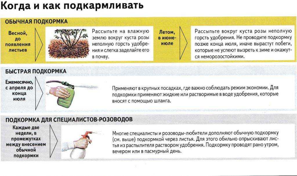 Схема подкормки клематисов