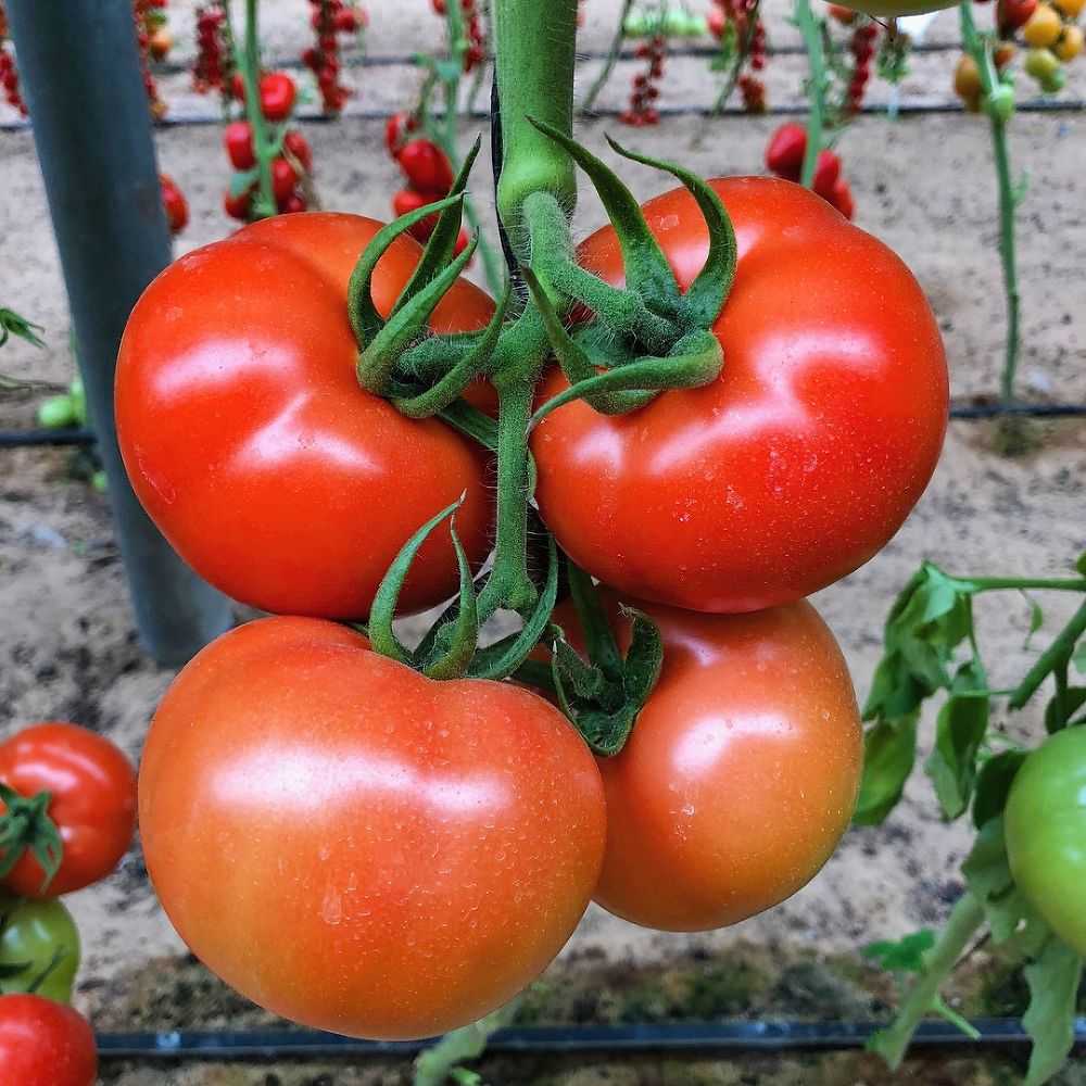 Самые урожайные томаты подмосковья. Томат Стрега f1 фирма. Урожайные томаты f1. Томат тепличный крупноплодный. Томат f1 парниковый Урожайный.