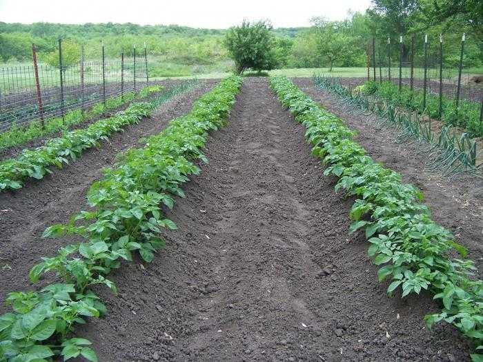 Особенности выращивания картошки в теплице