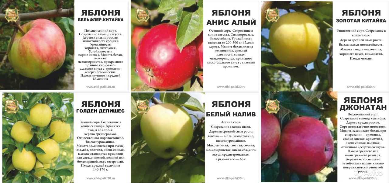 Виноград "алекса" - характеристика гибридной формы