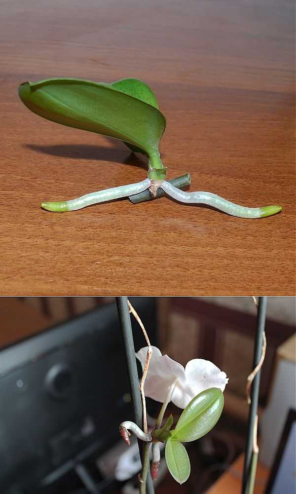 Как орхидею размножить в домашних условиях фото пошагово в