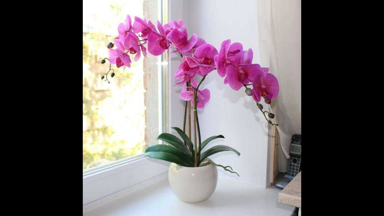 Как ухаживать за орхидеей после магазина. Орхидея уход в домашних условиях. Орхидеи после магазина. Орхидея как ухаживать в домашних условиях. Орхидеи в домашнем и офисном интерьере.