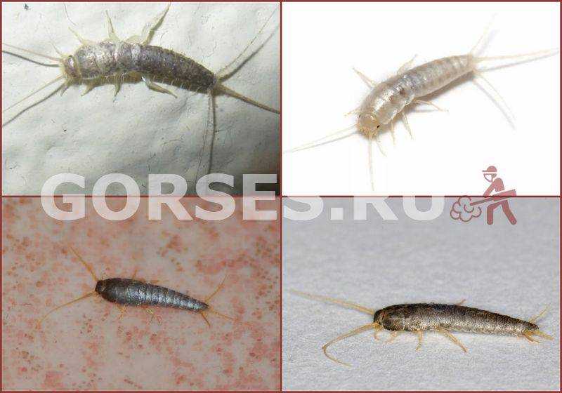 Мокрицы в квартире откуда берутся и как с ними бороться - агро эксперт