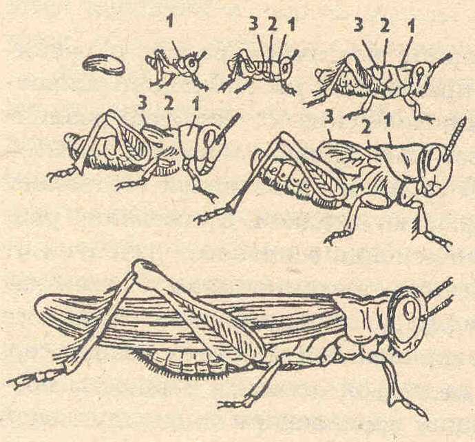 Схема развития саранчи