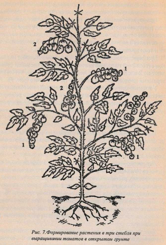 Формирование томатов в 2 стебля в открытом грунте схема