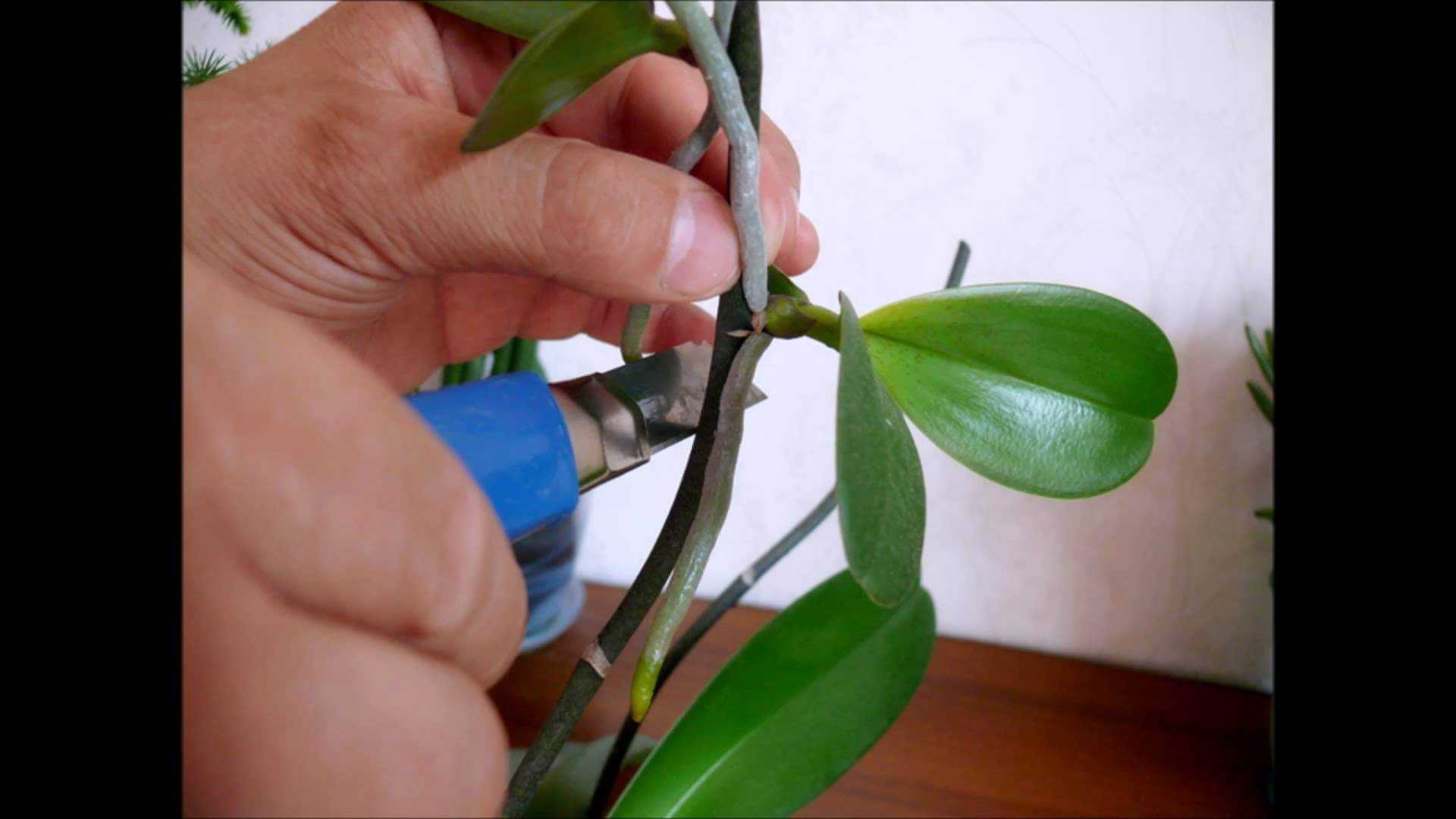 Как развести орхидею. Детки орхидеи фаленопсис. Орхидея фаленопсис размножение. Черенкование орхидеи фаленопсис. Черенкование орхидеи цветоносом.