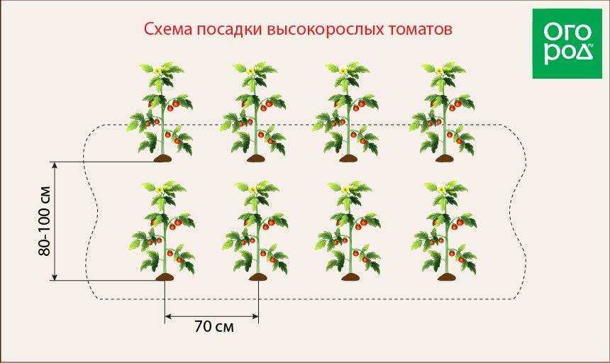 Высадка рассады помидор в теплице схема