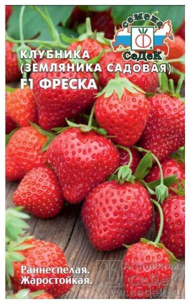 Секреты выращивания и ухода за ремонтантной земляникой